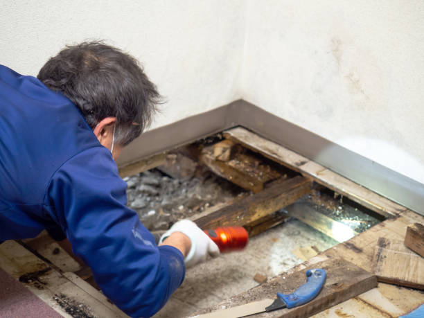 Best Mold Cleaning Services  in Manorhaven, NY