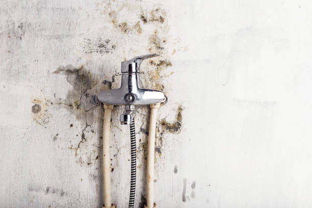 Best Certified Mold Removal  in Manorhaven, NY