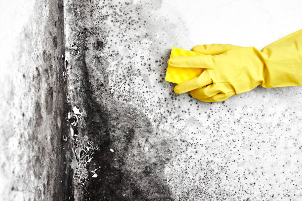 Best Residential Mold Removal  in Manorhaven, NY