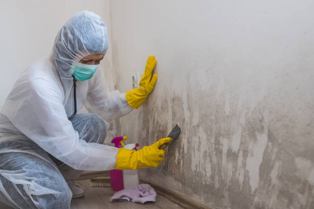 Best Professional Mold Removal  in Manorhaven, NY