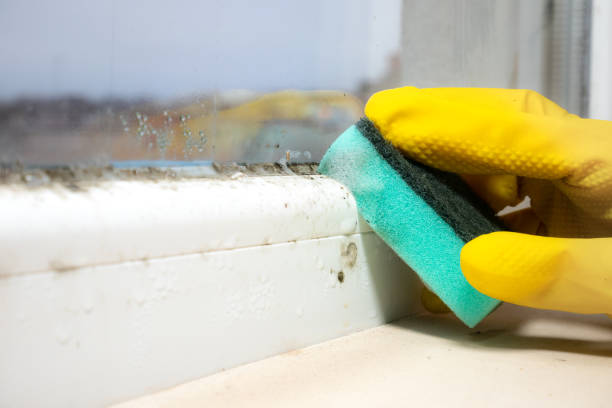 Best Commercial Mold Removal  in Manorhaven, NY