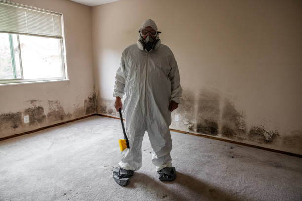 Best Attic Mold Removal  in Manorhaven, NY