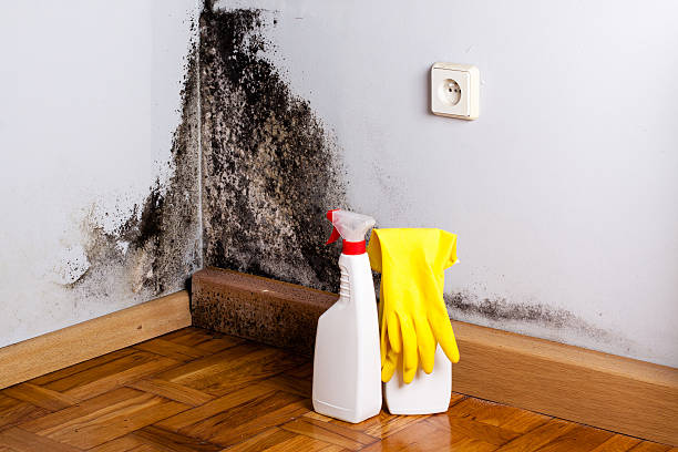 Best Black Mold Removal  in Manorhaven, NY